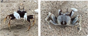 Horned ghost crab                  